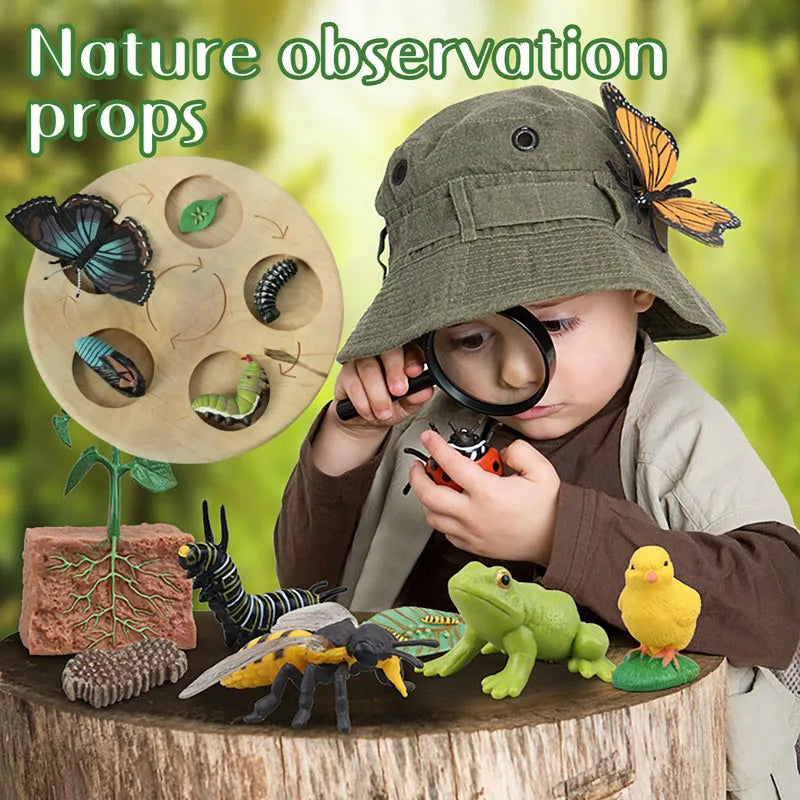 Children Simulation Biology Model Toy Animal Plant Life Growth Cycle