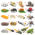 Load image into Gallery viewer, Children Simulation Biology Model Toy Animal Plant Life Growth Cycle
