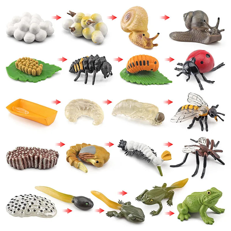 Children Simulation Biology Model Toy Animal Plant Life Growth Cycle