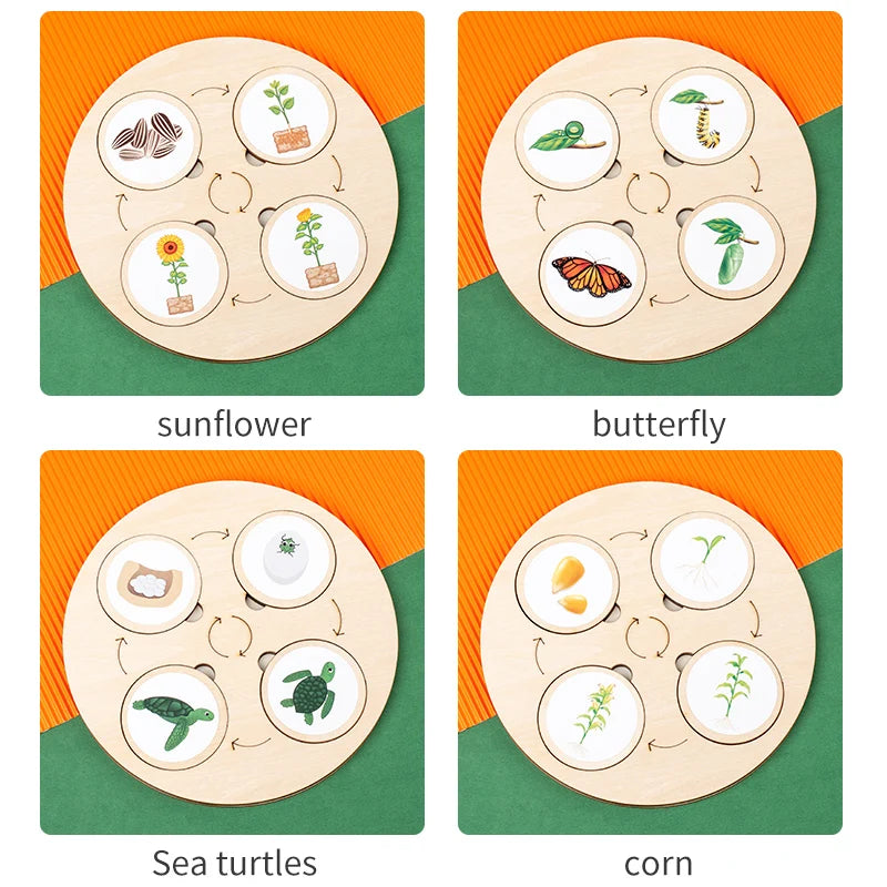 Life Cycle Board Montessori Kit Biology Science Education For Kids