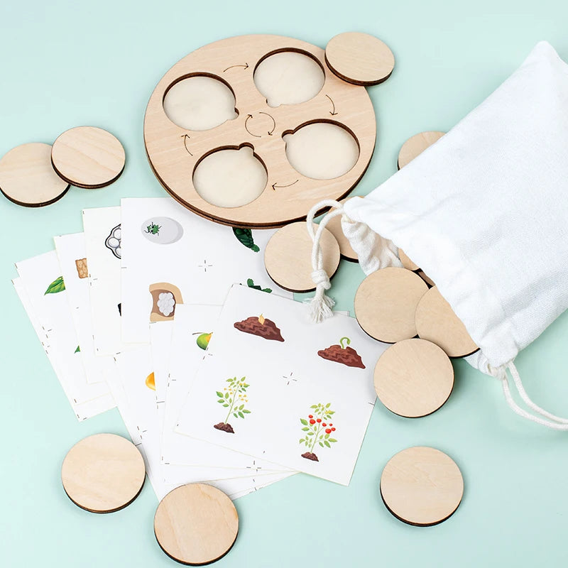 Life Cycle Board Montessori Kit Biology Science Education For Kids