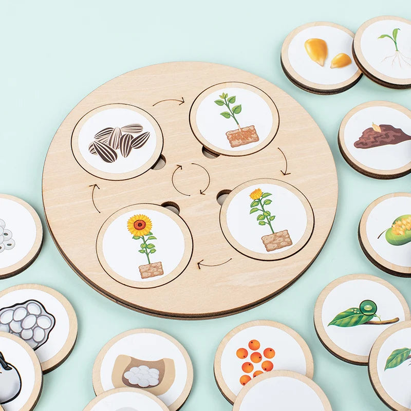 Life Cycle Board Montessori Kit Biology Science Education For Kids