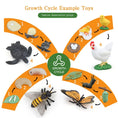 Load image into Gallery viewer, Children Simulation Biology Model Toy Animal Plant Life Growth Cycle
