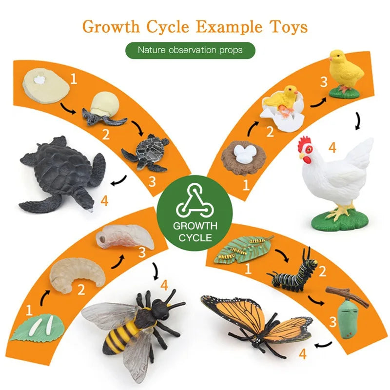 Children Simulation Biology Model Toy Animal Plant Life Growth Cycle